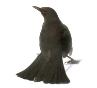female-common-blackbird